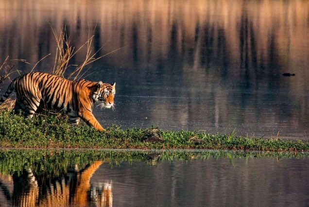 Delhi, Agra et Jaipur en 5 jours avec Ranthambore